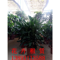 兰州花卉租赁