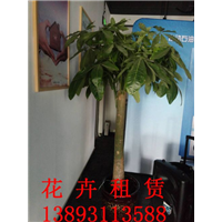 兰州植物租摆