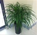 兰州大型高档观叶植物(室内大型高档观叶植物盆栽多头龙铁/龙须铁/龙血树 四季常青盆景) 