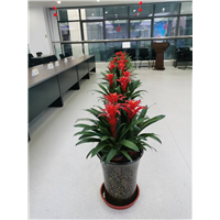 绿植销售鸿运当头