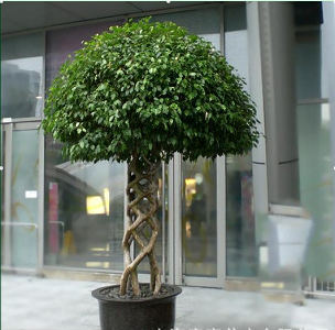 兰州黑金刚 橡皮树 吸甲醛 13893113588 室内客厅大型植物 
