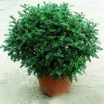 兰州清香木 室内盆栽 四季常青 自然发出清香 净化空气 花卉绿植物 
