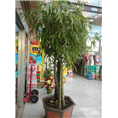兰州花卉租摆｜兰州酒店绿化｜兰州学校绿化