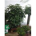 兰州盆栽租摆｜兰州租花｜兰州会议租花