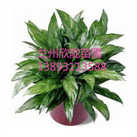 兰州佛肚竹  花卉盆景 室内植物盆栽 