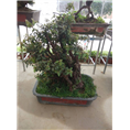 兰州酒店绿化｜兰州盆栽租赁｜兰州绿植租赁