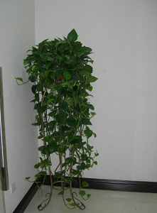 兰州花卉租摆 