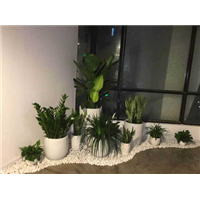 兰州盆景销售｜兰州花卉租赁｜兰州盆栽销售 