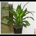 兰州花卉租赁 兰州绿植租摆 兰州植物盆栽