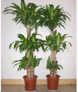 室内植物盆栽】室内高档植物盆栽】兰州室内植物盆栽-13893113588 