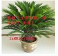 甘肃花卉销售｜兰州花卉销售－铁树（主要功能: 净化空气 美观）13893113588 