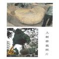甘肃绿化工程现场 兰州工程大树移栽现场 13893113588详情热线 
