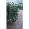 兰州花卉租赁|兰州盆栽销售｜兰州会议租花