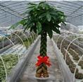 高档室内植物】高档室内花卉-大发财树盆栽 13893113588 
