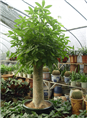 兰州办公植物|兰州室内植物【室内大堂盆景植物大发财树大型盆栽绿植】 
