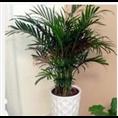 兰州花卉租赁 兰州绿植租摆 兰州植物盆栽