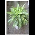 兰州花卉租赁 兰州绿植租摆 兰州植物盆栽