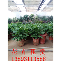 兰州植物租赁