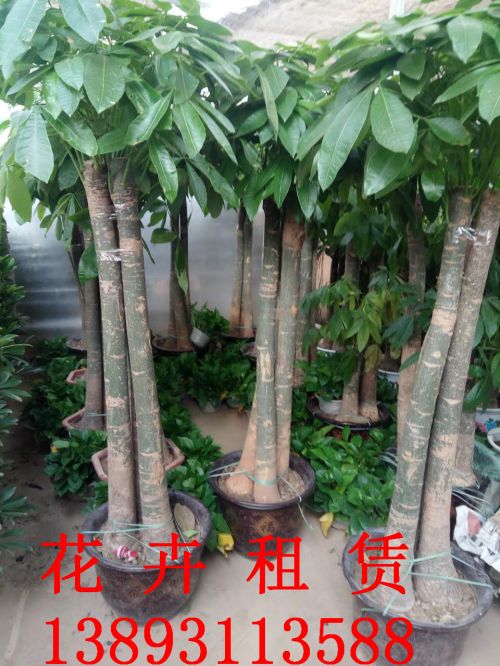 兰州花卉租摆