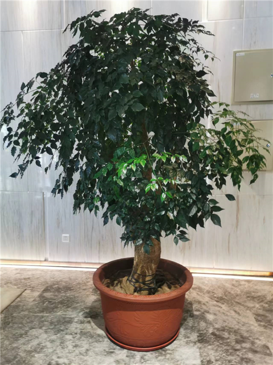 庆典会场布置幸福树