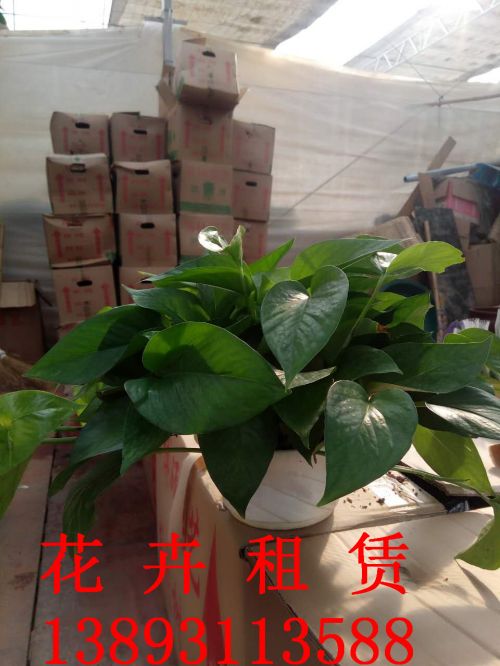 兰州绿植租摆