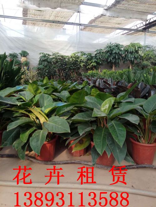 兰州绿植租赁