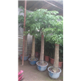 兰州盆景植物销售｜兰州盆景植物租摆