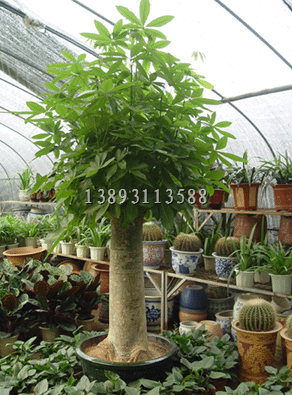 兰州办公植物|兰州室内植物【室内大堂盆景植物大发财树大型盆栽绿植】 