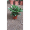 兰州盆景植物租赁｜兰州盆景植物租摆