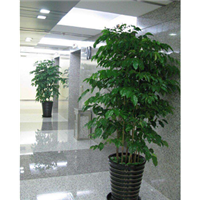 兰州花卉租赁 