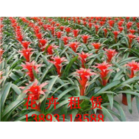 兰州花卉租赁