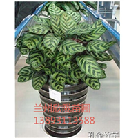 兰州花卉租赁 甘肃花卉租赁 口碑好 