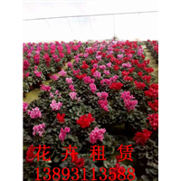 兰州花卉租赁