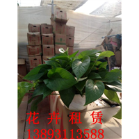 兰州绿植租摆