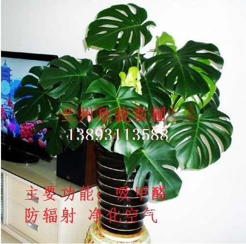 兰州花卉出租（龟背竹）主要功能: 吸甲醛 防辐射 净化空气 13893113588 