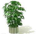 甘肃绿植租赁 甘肃绿植销售13893113588 