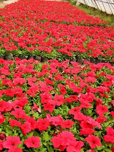 甘肃花卉租赁|兰州盆栽销售｜兰州租花 