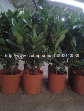 甘肃绿植租赁】兰州单位庆典开业花卉租摆 