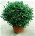 兰州清香木 室内盆栽 四季常青 自然发出清香 净化空气 花卉绿植物 
