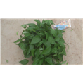 兰州盆栽销售｜兰州会议用花{服务好}