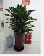 兰州花卉租赁 兰州绿植租摆 兰州植物盆栽