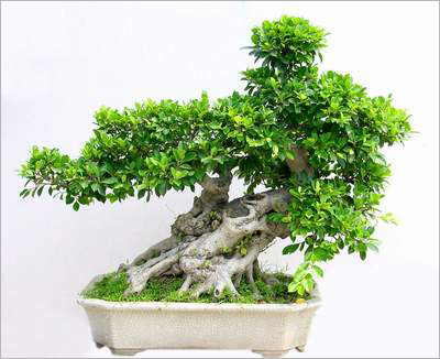 兰州花卉植物租摆13893113588咨询热线[李先生] 