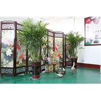 兰州花卉租摆 送货上门 兰州绿植租摆 
