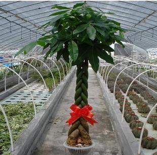 高档室内植物】高档室内花卉-大发财树盆栽 13893113588 
