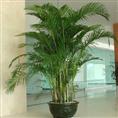 兰州大型植物】大型客厅室内盆栽绿植花卉盆景 凤尾竹 散尾葵 