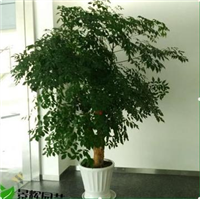 兰州会场花卉布置13893113588 李先生 