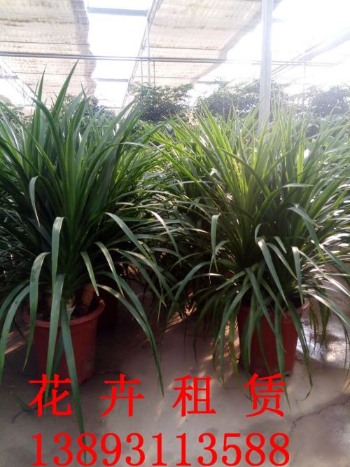兰州绿植租摆