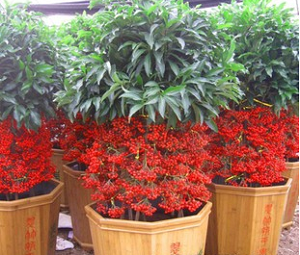 兰州铁树 苏铁 兰州铁树销售 盆栽 盆景 大型观叶植物 