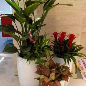 甘肃盆景销售｜兰州花卉租赁｜兰州盆栽销售 
