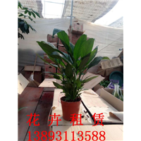 兰州植物租摆